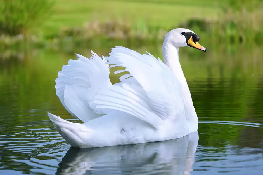 Witte Zwaan
