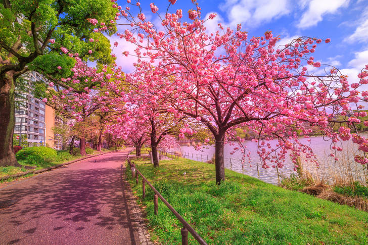Blooming sakura in Tokyo