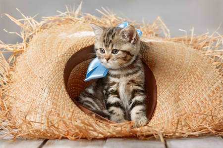 Kitten in a straw hat