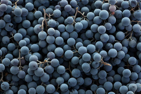 Niebieskie winogrona
