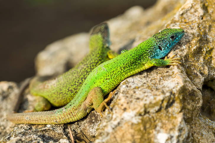 Emerald geckos