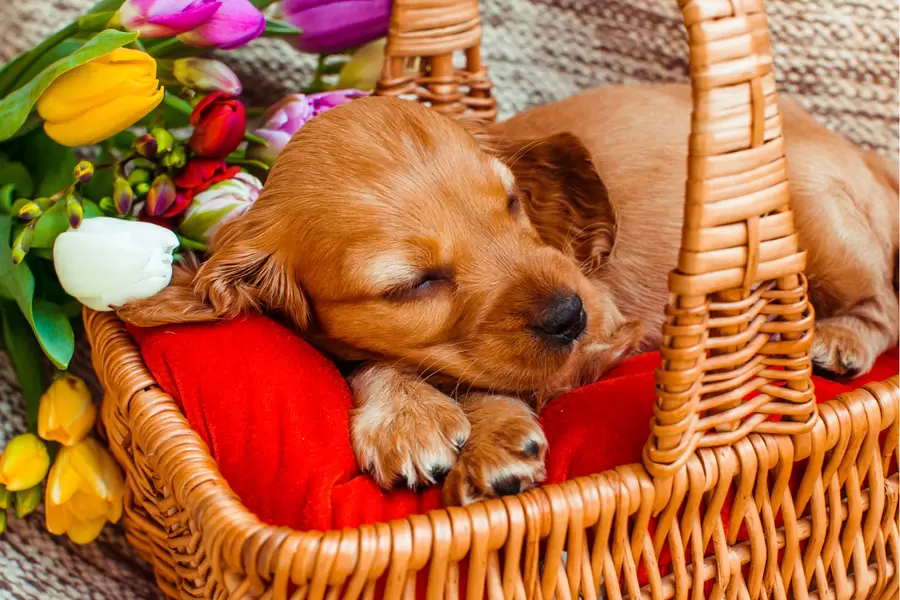 Anak anjing cocker tidur di keranjang