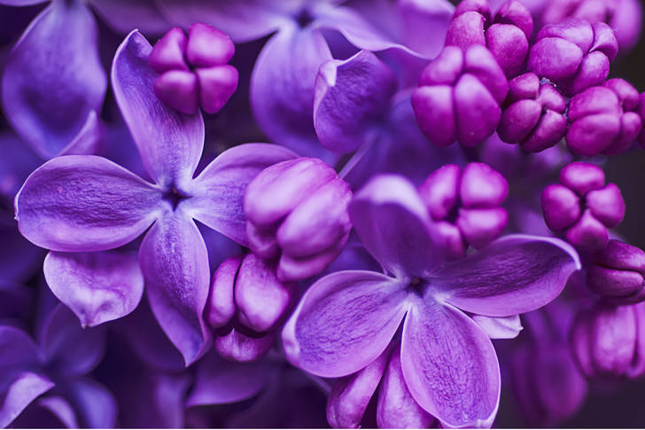 Macro photo of lilac flowers
