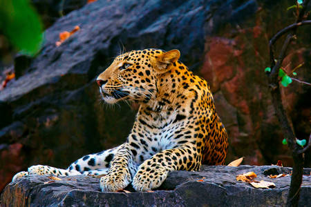 Leopardo indio