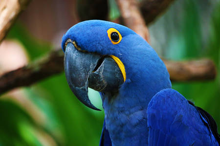 Macaw zambilă