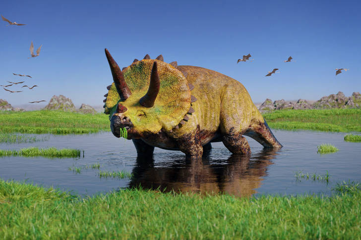 Triceratops in the swamp