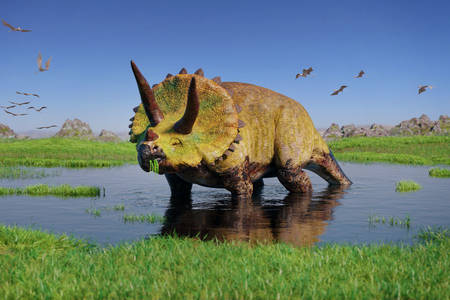 Triceratops in the swamp