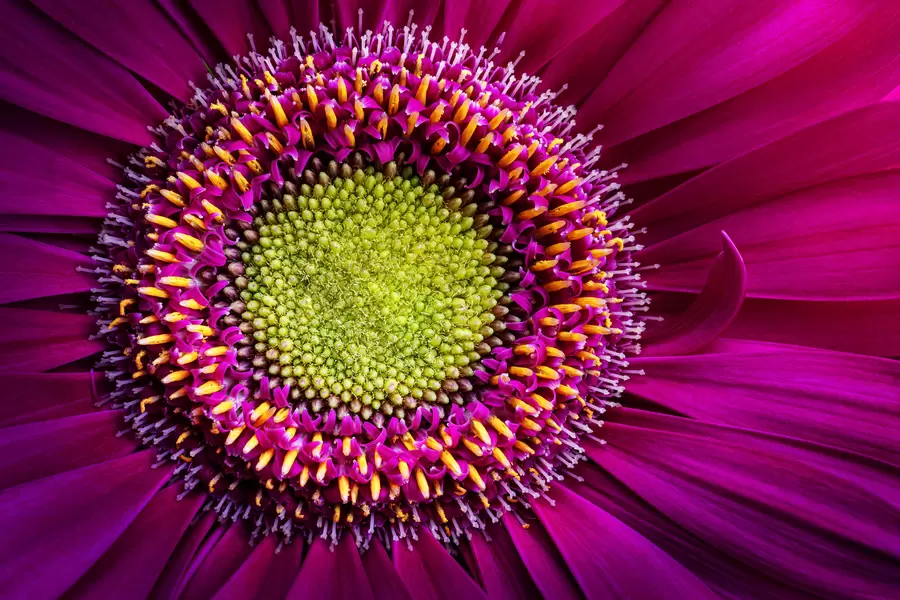 Gerbera close-up