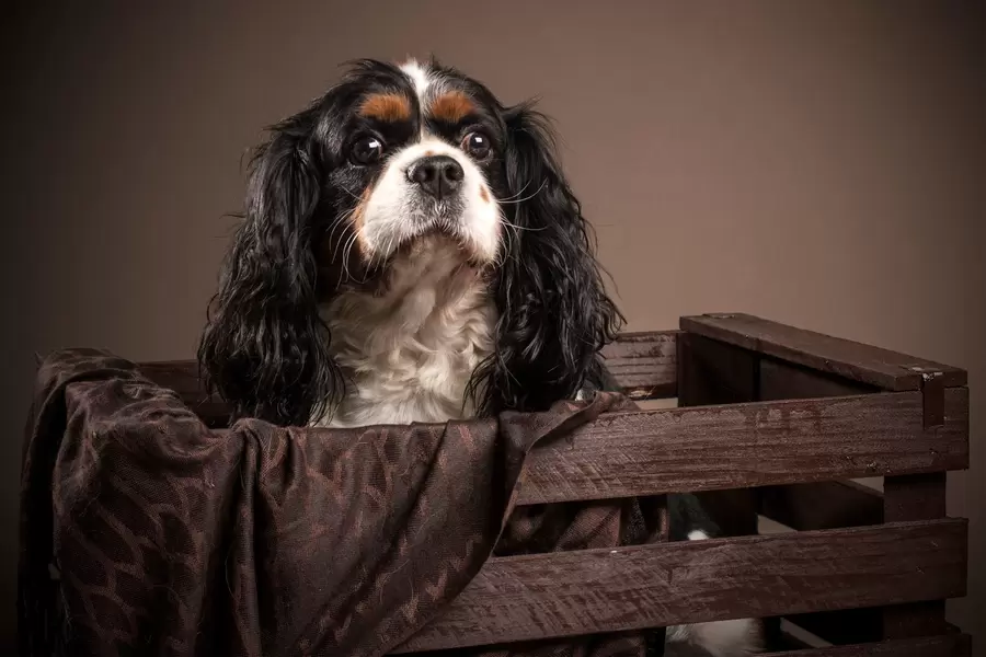 Cavalier King Charles Spaniel dans une boîte