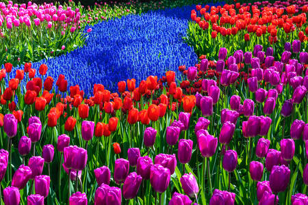 Vrt tulipana