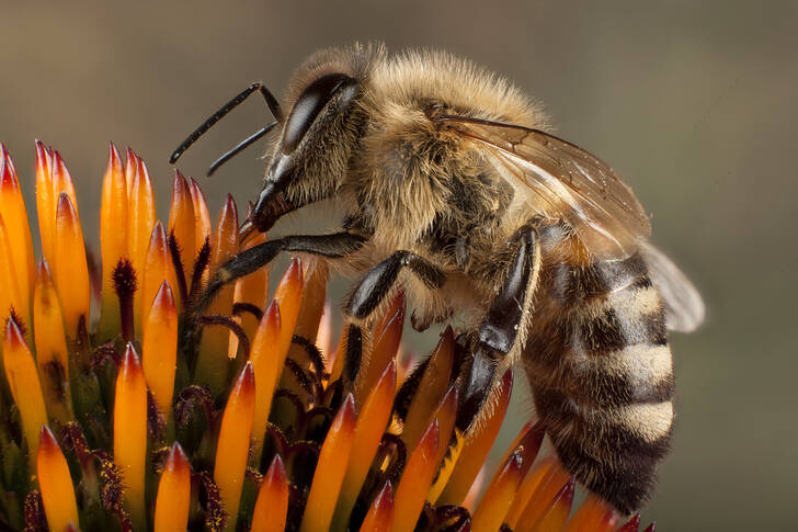 Honey bee close up