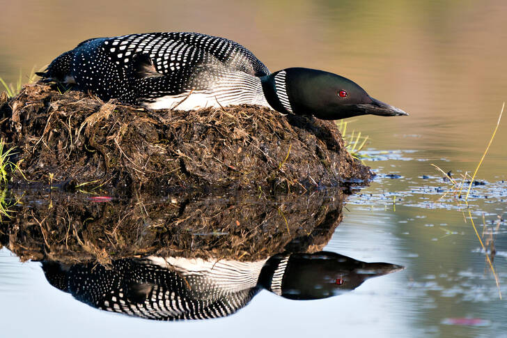Black-billed loon in the nest