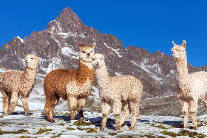 Peru dağlarında lamalar
