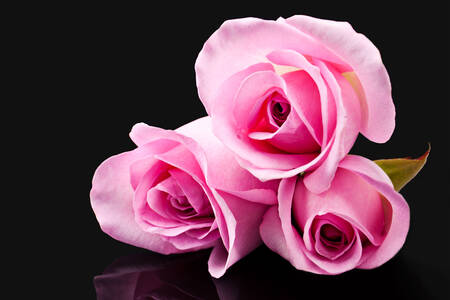 Pink roses on black background