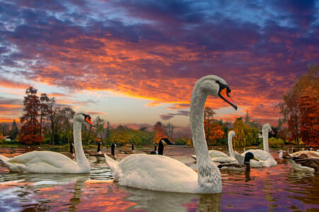Swans and ducks on the lake