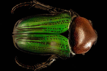 Escarabajo verde sobre un fondo negro