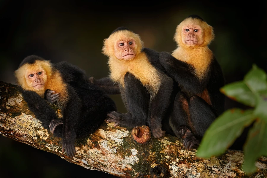 Capuchinhos