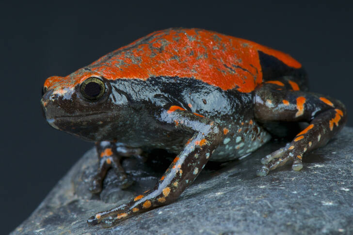 West African frog