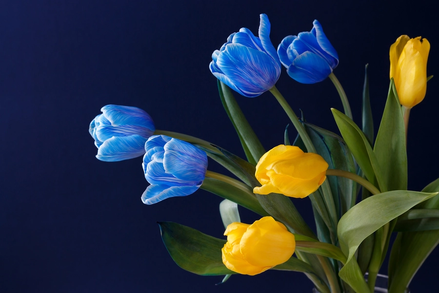Niebieskie i żółte tulipany