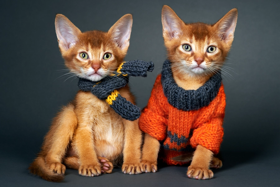 Gatitos abisinios
