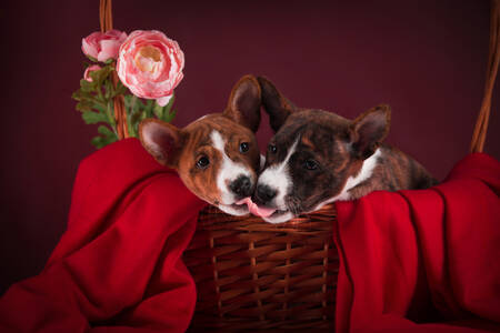 Two puppies in a basket