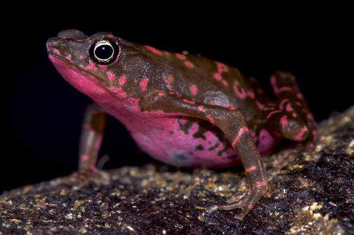 Пурпурна жаба