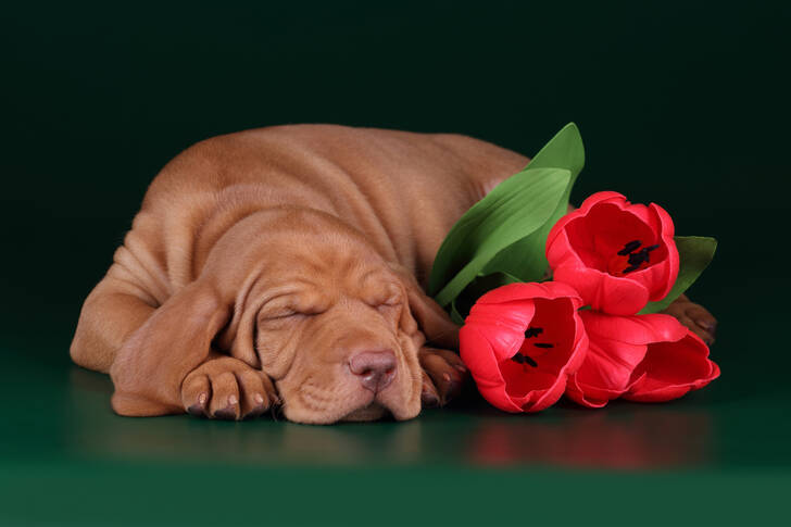 Chiot endormi avec des tulipes