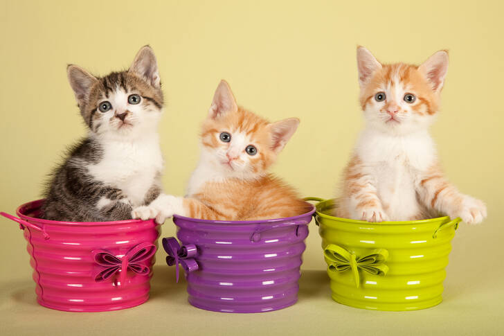 Kittens in colorful buckets