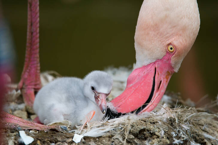 Filhote de flamingo com a mãe