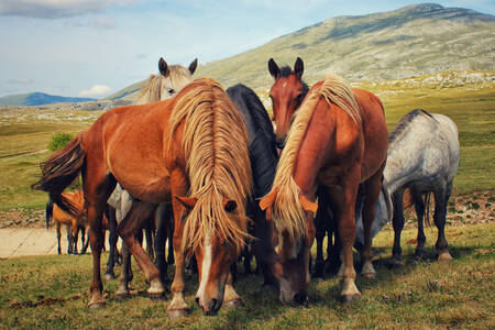 Horses in the steppe