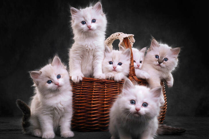 Gatitos blancos en una canasta.