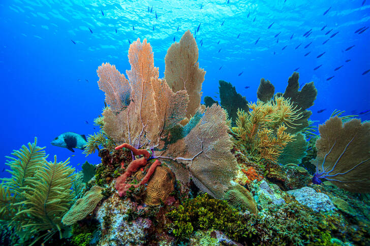 Arrecife de coral del Caribe