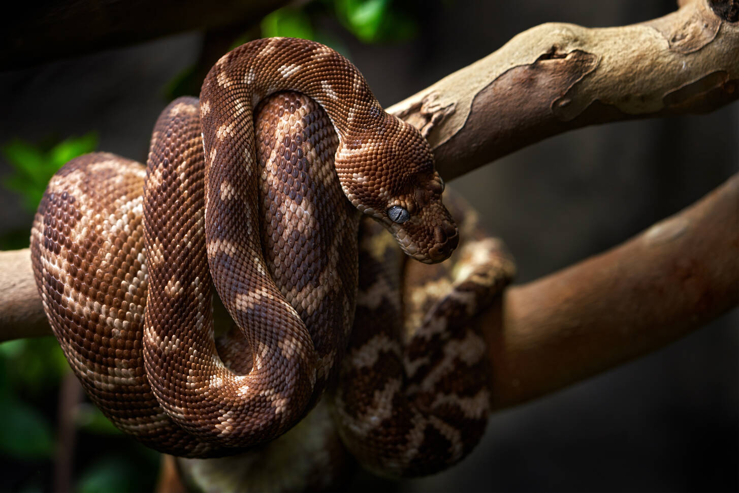 Carinate diamondback python Jigsaw Puzzle (Animals, Reptiles) | Puzzle ...