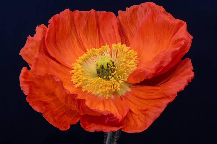 Macro photo of a red flower