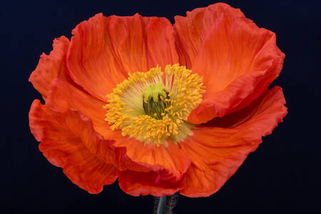 Makrofoto av en röd blomma