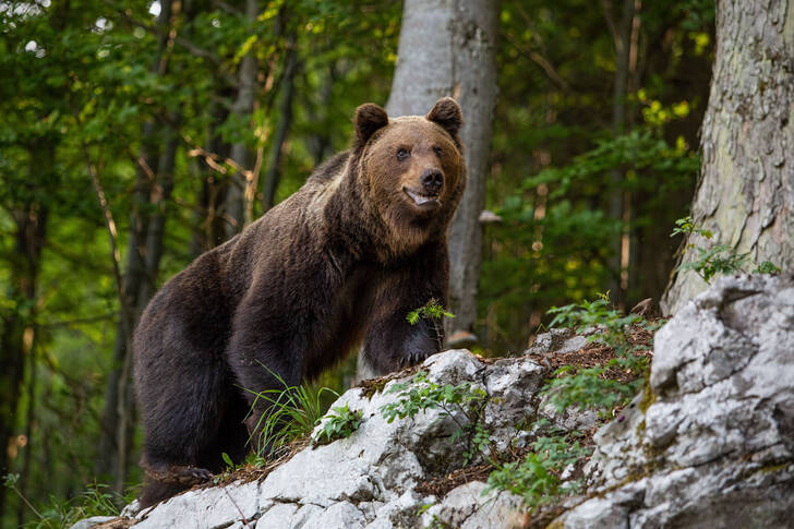 Medveď v letnom lese