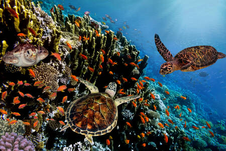 Schildpadden en vissen tussen koralen