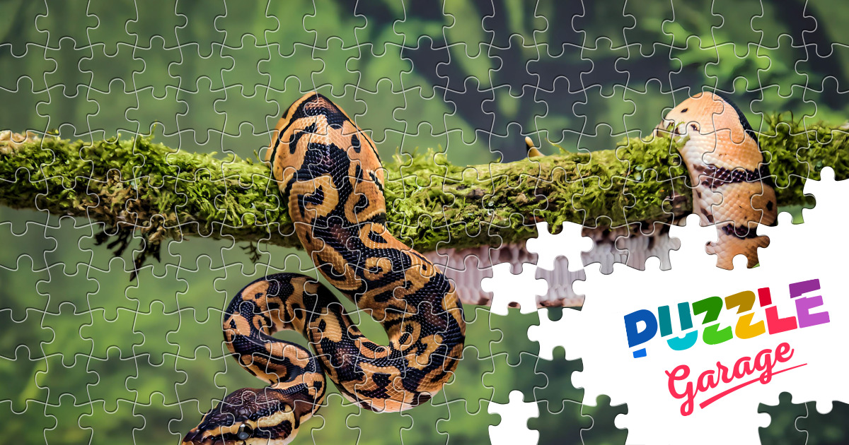 Python on a tree Jigsaw Puzzle (Animals, Reptiles) | Puzzle Garage