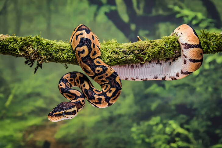 Python auf einem Baum