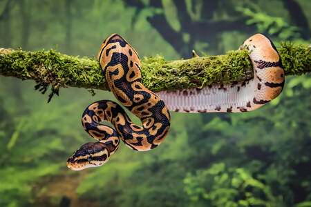Python på ett träd