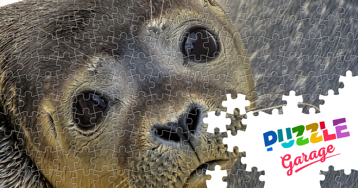 Seal eyes Jigsaw Puzzle (Animals, Marine life) Puzzle Garage