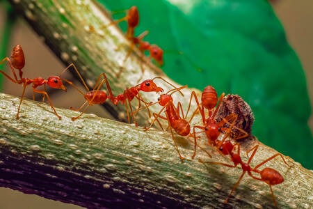 Czerwone mrówki
