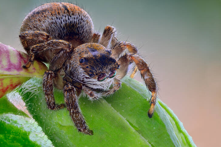 Araignée sauteuse sur une feuille verte