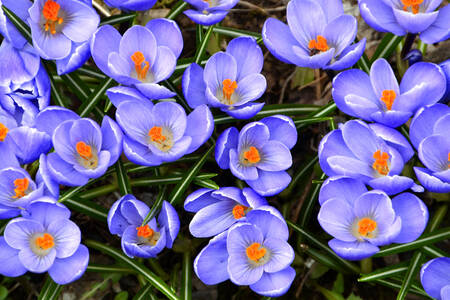 Krokussen in het gras