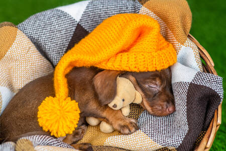 Filhote de dachshund dormindo