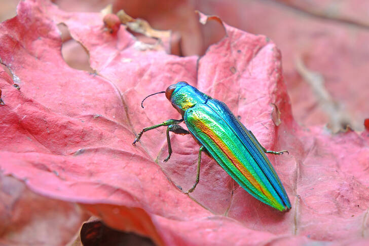 Pearl beetle