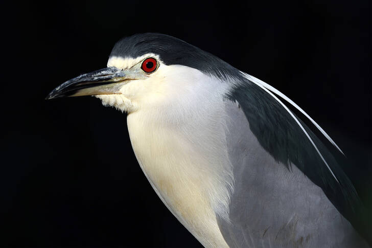 Portrait of a night heron