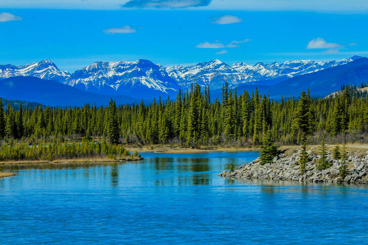 Forest with mountains in the background