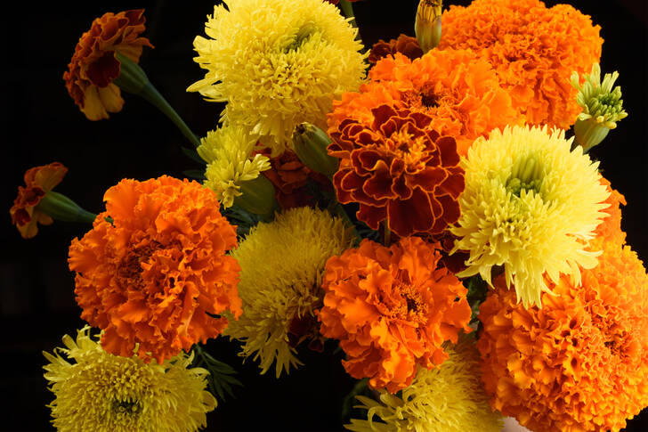 Marigold flowers