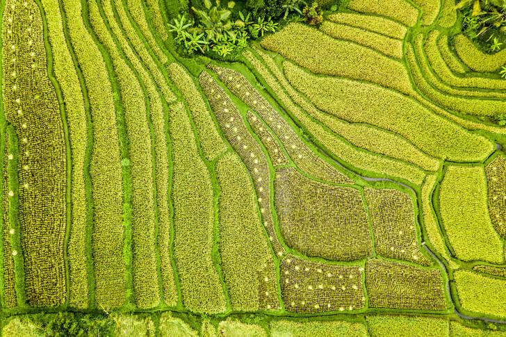 Vue sur la terrasse verte de riz